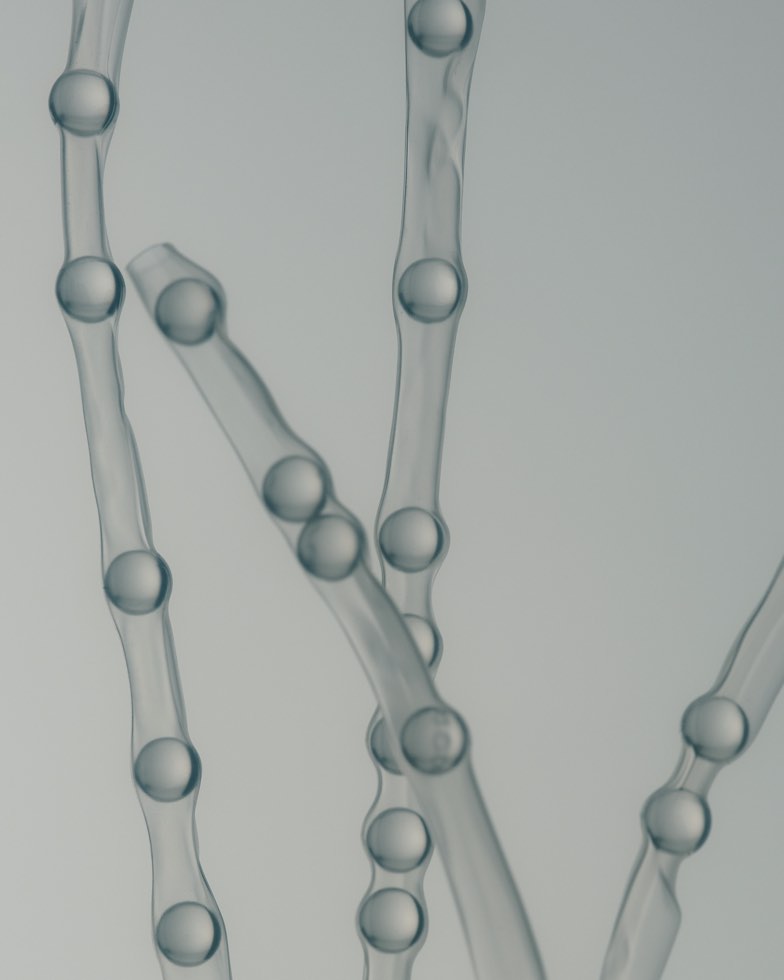 close-up of transparent tube-like forms resembling a hidden system